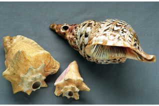 Simon O Dwyer 7 Simon O Dwyer 7