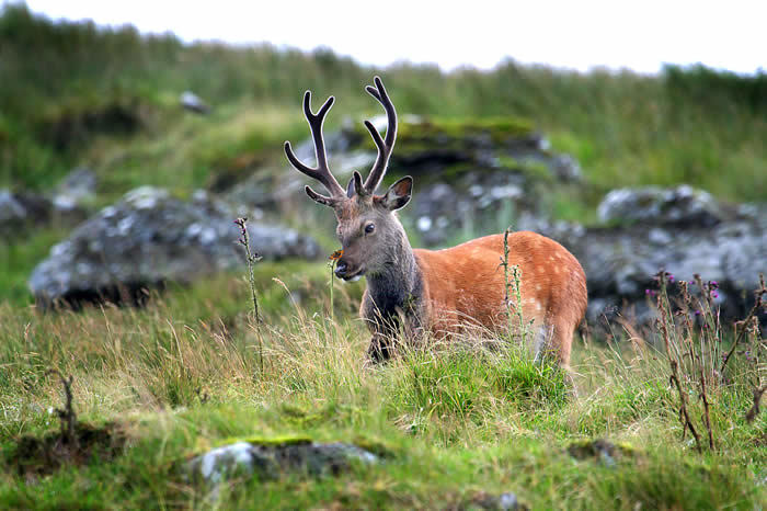 wicklow2.jpg#asset:2498