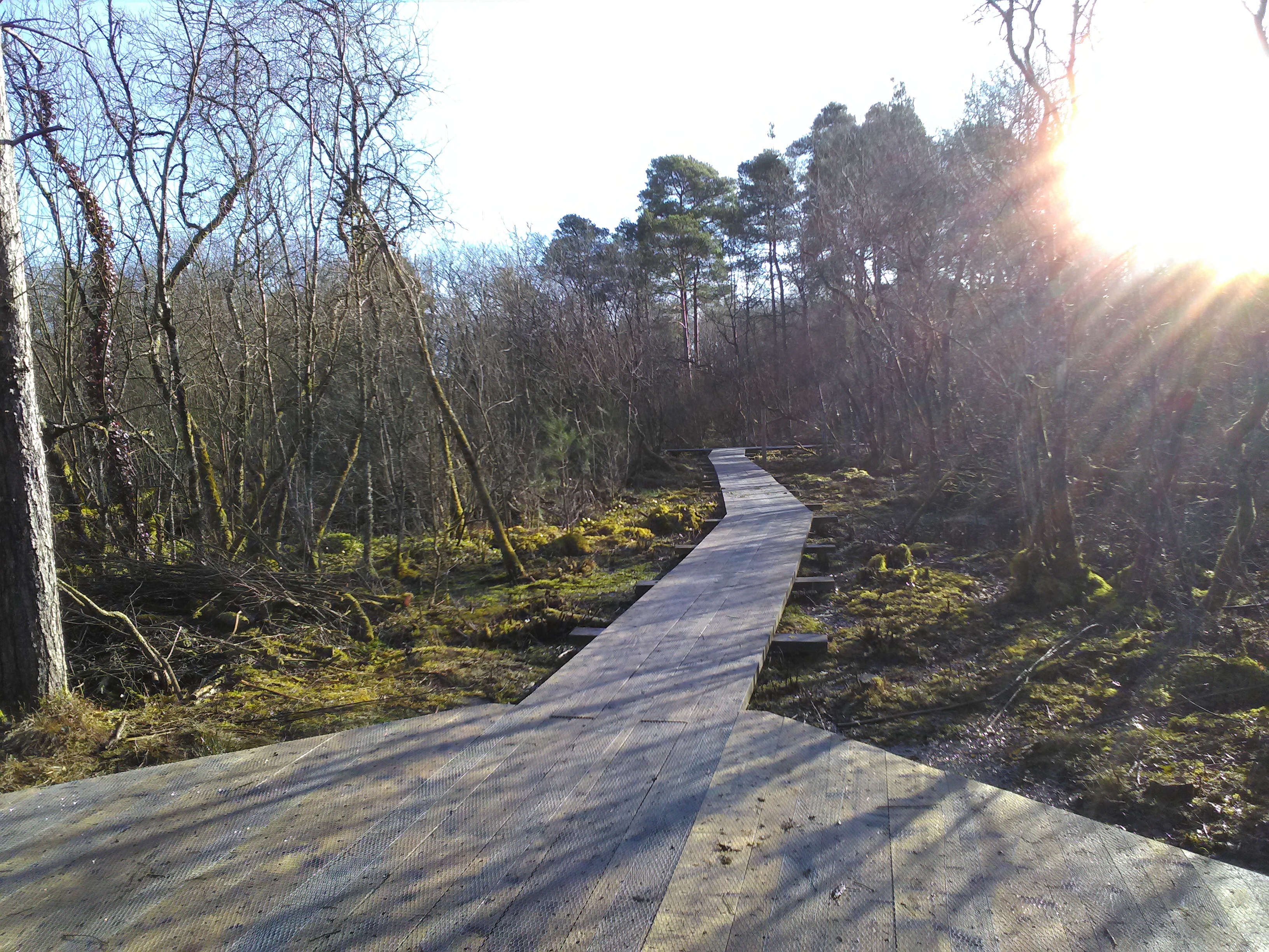 Scragh-bog-board-walk.jpg#asset:3233