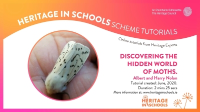 Discovering the hidden world of moths: Albert Nolan Discovering the hidden world of moths: Albert Nolan