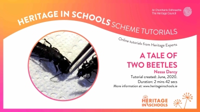 A tale of two beetles: Nessa Darcy A tale of two beetles: Nessa Darcy