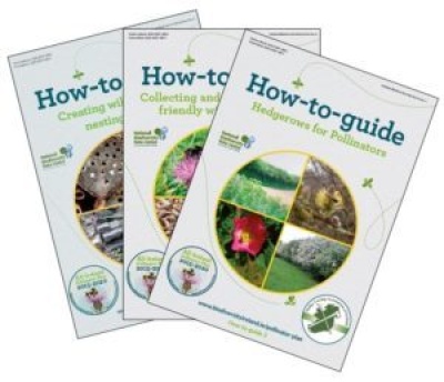Pollinators - Hedgerows for Pollinators (how-to-guide) Pollinators - Hedgerows for Pollinators (how-to-guide)