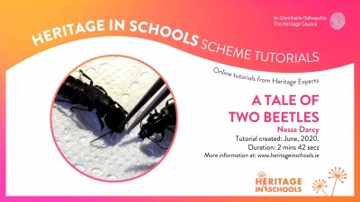 A tale of two beetles: Nessa Darcy A tale of two beetles: Nessa Darcy