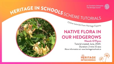Native flora in our hedgerows: Niamh O'Flynn Native flora in our hedgerows: Niamh O'Flynn