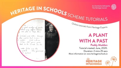 A plant with a past: Paddy Madden A plant with a past: Paddy Madden