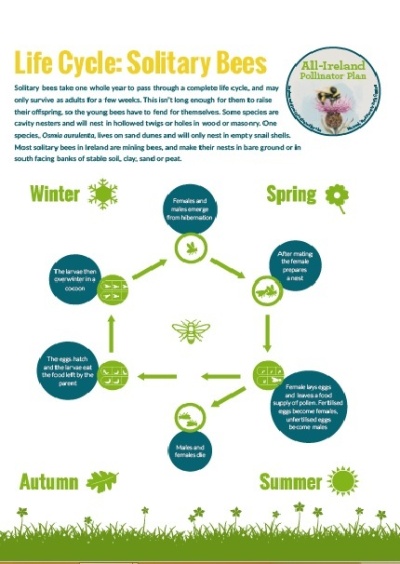 Pollinator poster - Solitary Bee Lifecycle