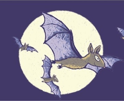 Learn about Bats with Bat Conservation Ireland