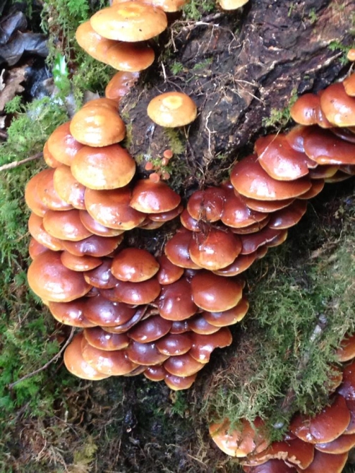 Blackstairs Ecotrails 1 Blackstairs Ecotrails 1