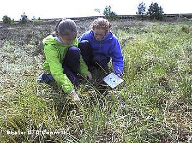 The Bog Of Allen Nature Reserve 1 The Bog Of Allen Nature Reserve 1
