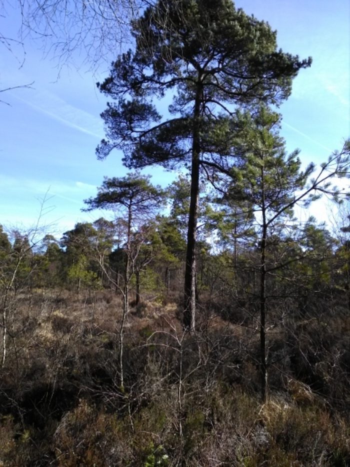 Ballinafid (proposed Natural Heritage Area)