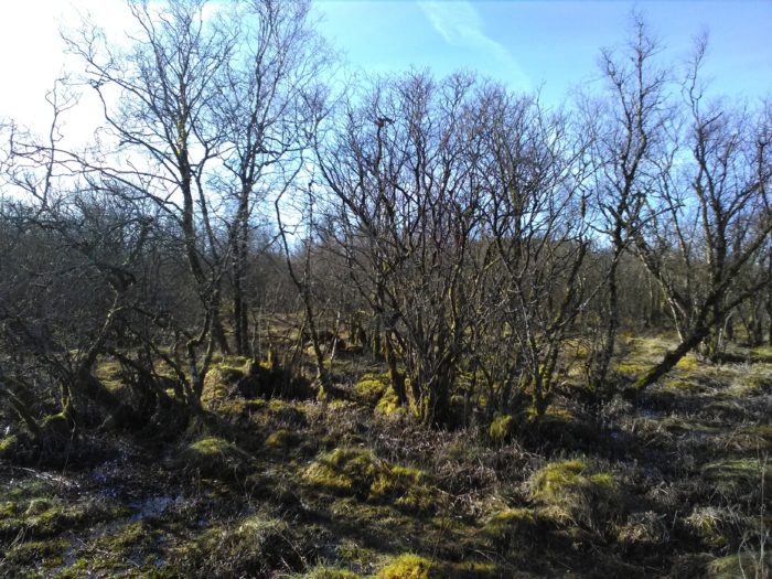 Scragh Bog Nature Reserve