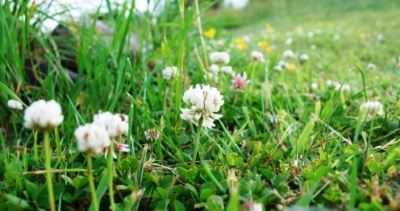 White Clover (All About) White Clover (All About)