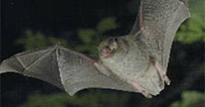 Bat Conservation Ireland Bat Conservation Ireland
