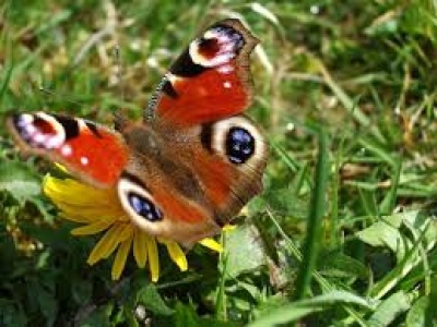 Butterfly Identification App For Android