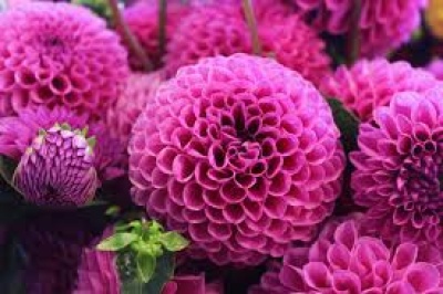 Did you Know? Flowers! Did you Know? Flowers!