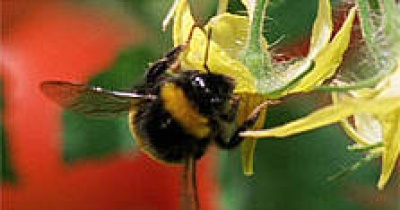 How To Attract Bees! How To Attract Bees!