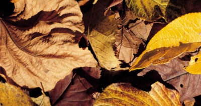 Leaves and Trees Leaves and Trees