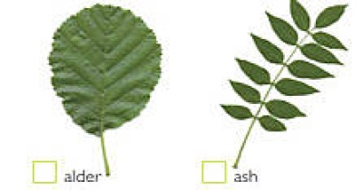 Nature Activity Guides Nature Activity Guides