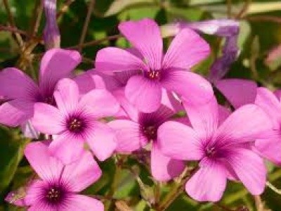 Spring flowering plants