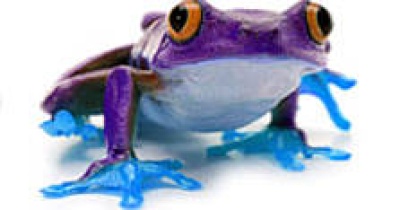 The Frog Blog 