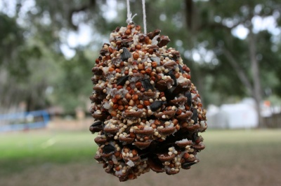 How to make a winter bird feeder How to make a winter bird feeder