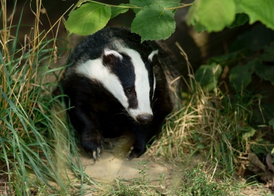 Badgers (All About)