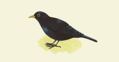 Blackbirds (All About)