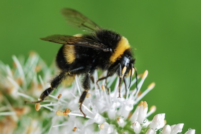 Bumblebees (All About)