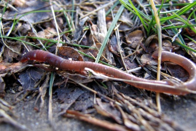 Earthworms (All About)