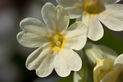 Primroses (All About)
