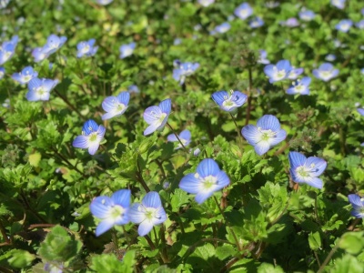 Speedwell (All About)