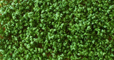 Grow Some Celtic Cress