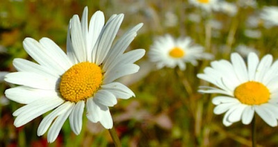 Grow A Flower Grow A Flower
