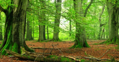 Coilte Trees Coilte Trees