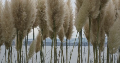 Make A St. Brigid’s Cross Make A St. Brigid’s Cross