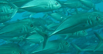 What’s In A Fish? What’s In A Fish?